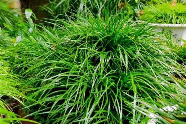 菖蒲叶子黄如何处理，光照强烈要为它遮阴