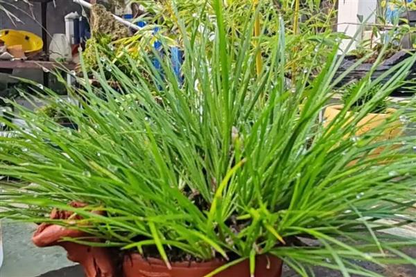 菖蒲叶子黄如何处理，光照强烈要为它遮阴