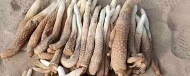 肉苁蓉的简介,属于高大草本植物