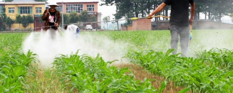 玉米喷苗后除草剂几天可以浇水,3-5天或7天后就可以