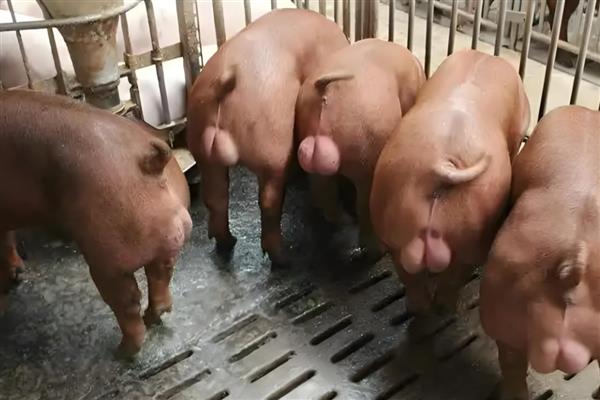 种公猪几个月可以用，生长10个月之后即可使用
