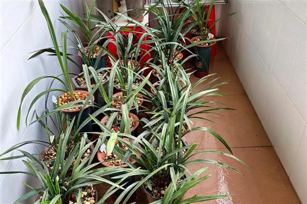 秋冬季节怎么养兰花,入冬前追施肥料有助于兰花安全越冬