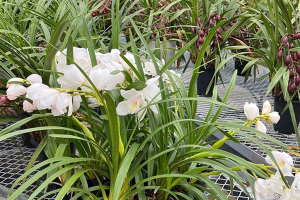 秋冬季节怎么养兰花,入冬前追施肥料有助于兰花安全越冬