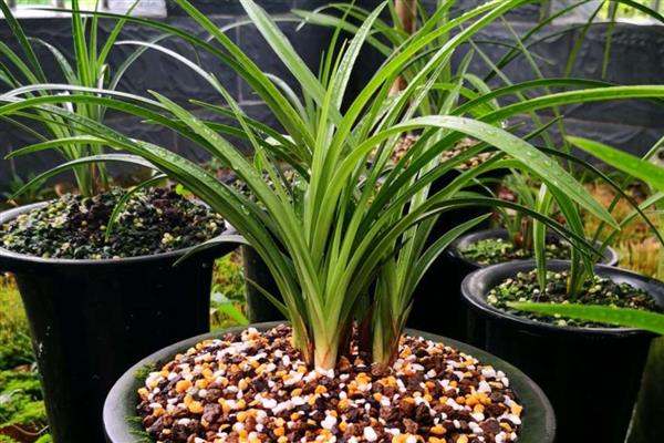 秋冬季节怎么养兰花,入冬前追施肥料有助于兰花安全越冬