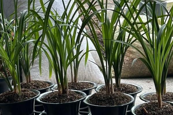 秋冬季节怎么养兰花,入冬前追施肥料有助于兰花安全越冬