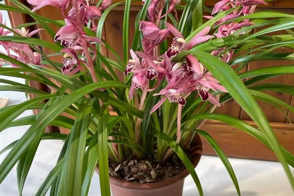 秋冬季节怎么养兰花,入冬前追施肥料有助于兰花安全越冬
