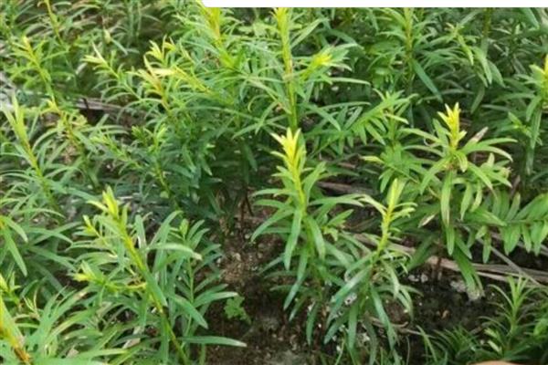 红豆杉树好不好养,不好养