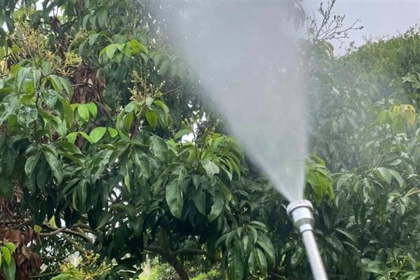 荔枝什么时候成熟，不同品种的成熟时间不同