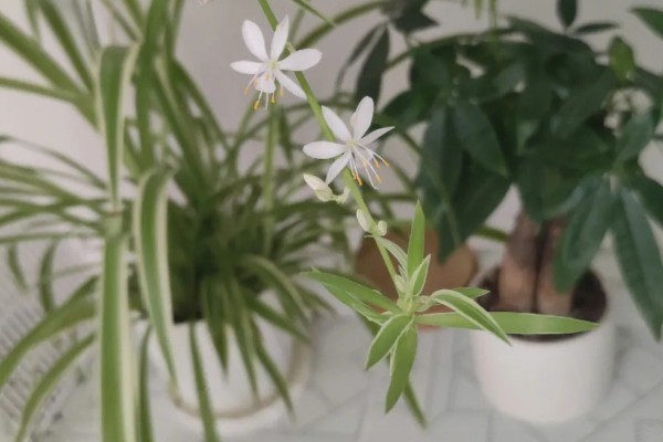 金边吊兰是否会开花，花期为5月份左右