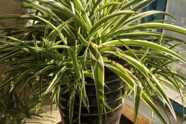 金边吊兰是否会开花，花期为5月份左右