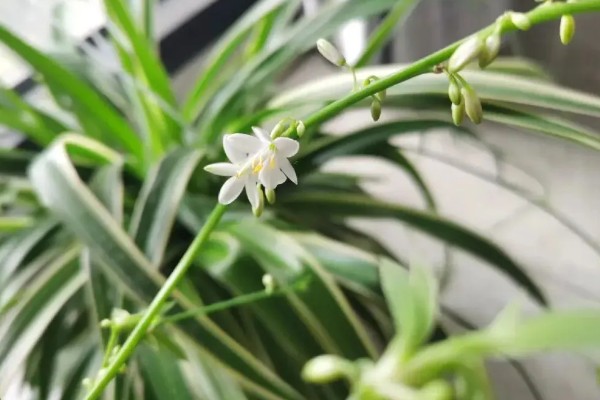 金边吊兰是否会开花，花期为5月份左右