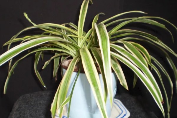 金边吊兰是否会开花，花期为5月份左右