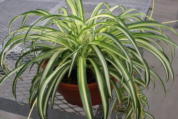 金边吊兰是否会开花，花期为5月份左右