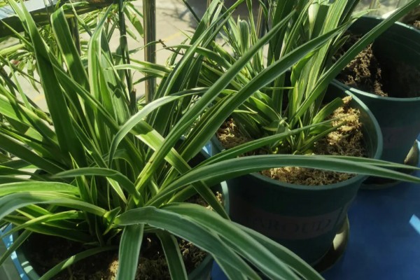 金边吊兰是否会开花，花期为5月份左右