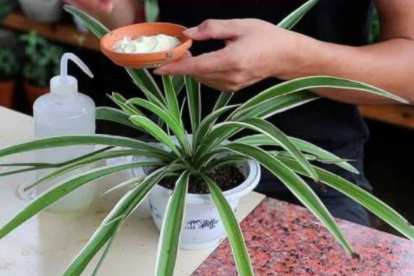 金边吊兰是否会开花，花期为5月份左右