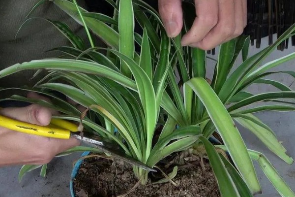 金边吊兰是否会开花，花期为5月份左右