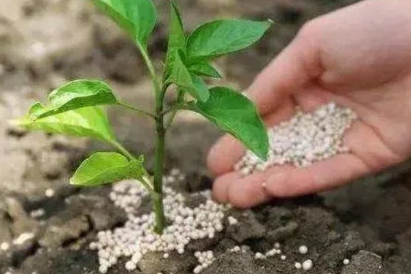 提高肥料利用率的方式，采取配方施肥的方式可有效提升