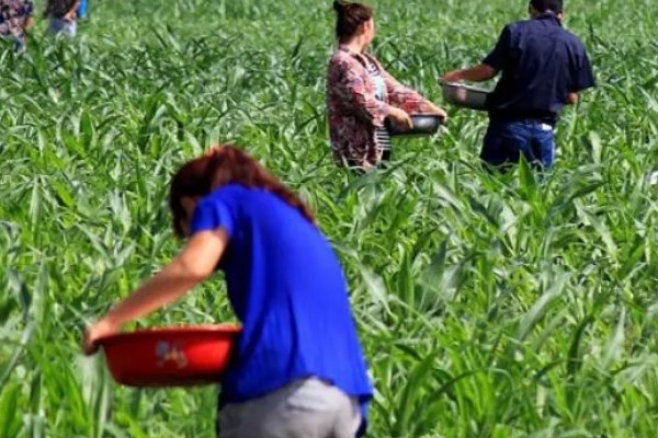 提高肥料利用率的方式，采取配方施肥的方式可有效提升