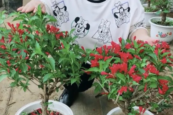 红王子锦带的修剪方法，生长初期可以进行摘心处理