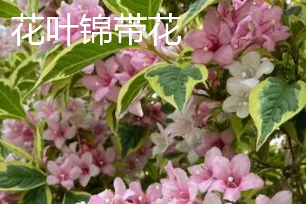 红王子锦带的修剪方法，生长初期可以进行摘心处理
