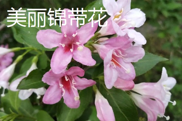 红王子锦带的修剪方法，生长初期可以进行摘心处理