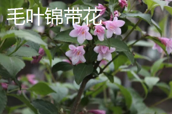 红王子锦带的修剪方法，生长初期可以进行摘心处理
