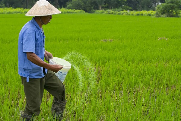 提高肥料利用率的方式，采取配方施肥的方式可有效提升