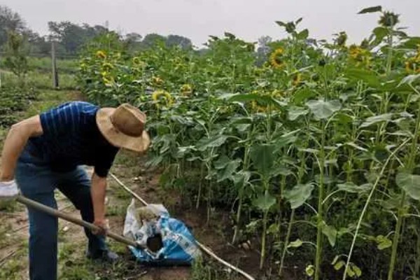 提高肥料利用率的方式，采取配方施肥的方式可有效提升