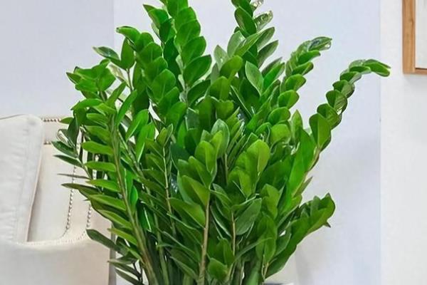 金钱树浇水要不要浇透,浇透水是必须的