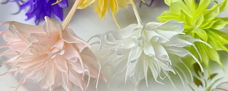 昙花摘下来怎么保存，可以做成干花