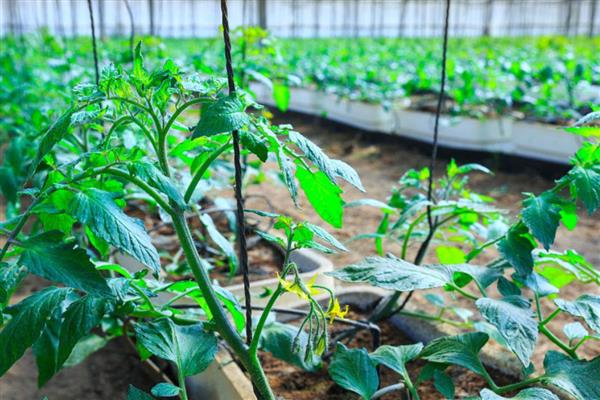西红柿的生长周期，通常为4-6个月左右
