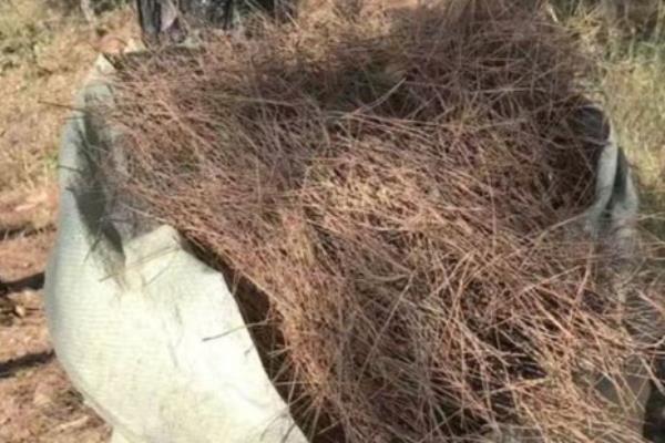 松针有什么作用，可以当做燃料、饲料等