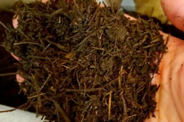 松针有什么作用，可以当做燃料、饲料等