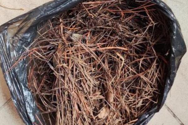 松针有什么作用，可以当做燃料、饲料等