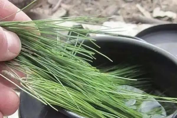 松针有什么作用，可以当做燃料、饲料等