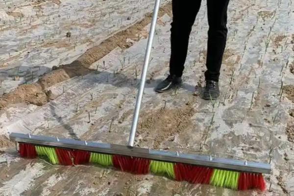 大蒜为什么出苗慢,土壤板结、播种过深都是常见原因