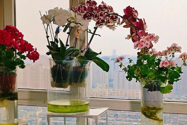 蝴蝶兰秋季如何管理,浇水每次不能给予太多