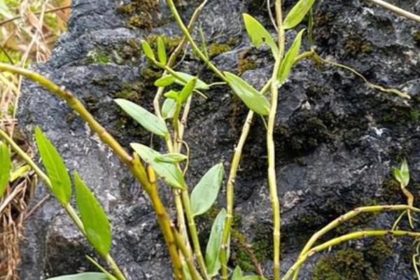 铁皮石斛的价格，鲜条售卖价格每斤900元