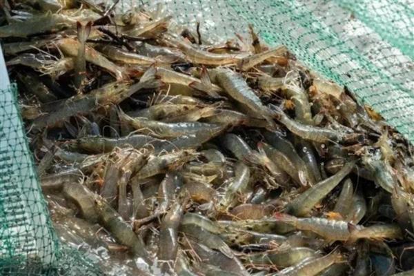 大棚养殖对虾的技术要点，养殖前用石灰或漂白粉清塘