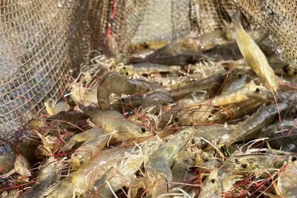 大棚养殖对虾的技术要点，养殖前用石灰或漂白粉清塘