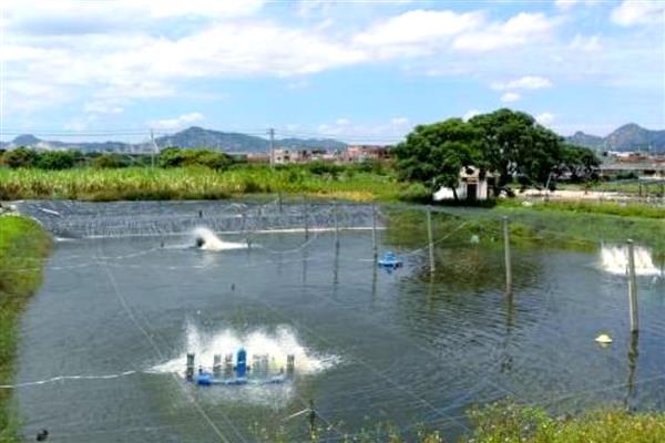 大棚养殖对虾的技术要点，养殖前用石灰或漂白粉清塘