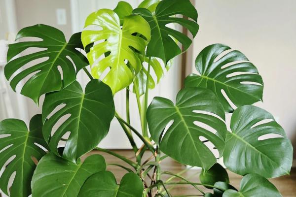 怎么养殖龟背竹，春秋季节每隔2-3天浇一次水