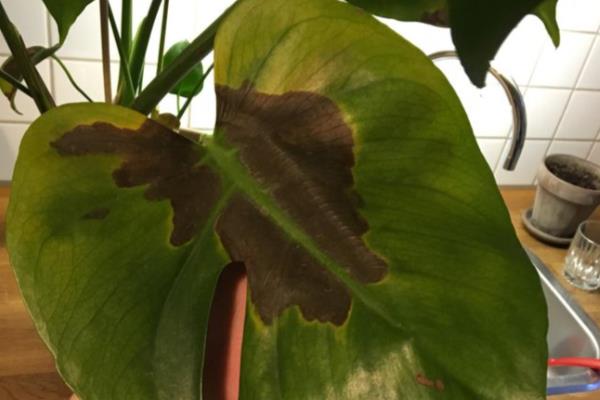 怎么养殖龟背竹，春秋季节每隔2-3天浇一次水