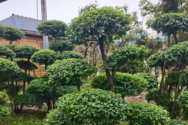 小叶女贞的养殖方法，春秋季节每隔2-3天浇一次水