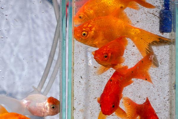 小金鱼吃什么东西，可以吃丰年虾卵、熟蛋黄等