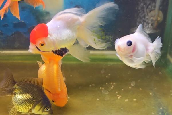 小金鱼吃什么东西，可以吃丰年虾卵、熟蛋黄等