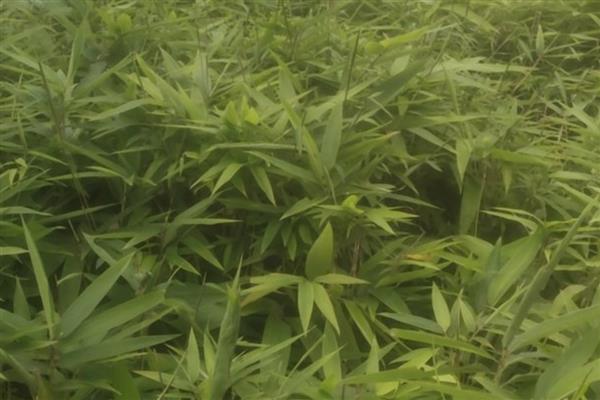 楠竹如何种植，选择沙质土壤种植