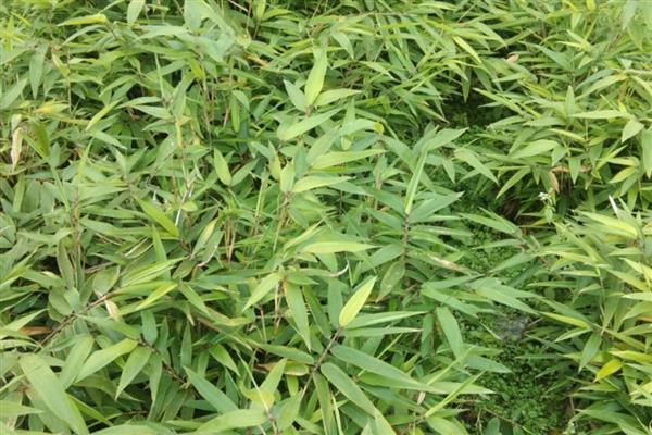 楠竹如何种植，选择沙质土壤种植