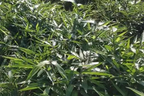 楠竹如何种植，选择沙质土壤种植