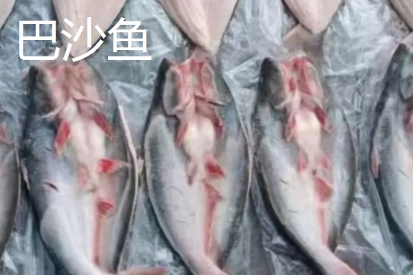 龙利鱼和巴沙鱼的区别，科属、形态特征、分布范围等方面不同